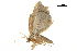  ( - BIOUG36919-C10)  @11 [ ] CreativeCommons - Attribution (2018) CBG Photography Group Centre for Biodiversity Genomics