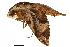  ( - BIOUG36919-C12)  @11 [ ] CreativeCommons - Attribution (2018) CBG Photography Group Centre for Biodiversity Genomics