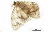  (Auzatellodes theafundum - BIOUG36919-D03)  @11 [ ] CreativeCommons - Attribution (2018) CBG Photography Group Centre for Biodiversity Genomics