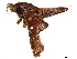  ( - BIOUG36920-C12)  @11 [ ] CreativeCommons - Attribution (2019) CBG Photography Group Centre for Biodiversity Genomics