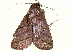  ( - BIOUG36920-D02)  @11 [ ] CreativeCommons - Attribution (2022) CBG Photography Group Centre for Biodiversity Genomics