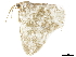  ( - BIOUG36920-F12)  @11 [ ] CreativeCommons - Attribution (2019) CBG Photography Group Centre for Biodiversity Genomics