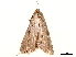  ( - BIOUG36920-G05)  @11 [ ] CreativeCommons - Attribution (2022) CBG Photography Group Centre for Biodiversity Genomics