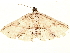  ( - BIOUG36920-H11)  @11 [ ] CreativeCommons - Attribution (2022) CBG Photography Group Centre for Biodiversity Genomics
