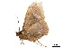  ( - BIOUG39661-A06)  @12 [ ] CreativeCommons - Attribution (2019) CBG Photography Group Centre for Biodiversity Genomics