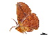  ( - BIOUG39661-A07)  @11 [ ] CreativeCommons - Attribution (2019) CBG Photography Group Centre for Biodiversity Genomics