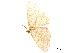  ( - BIOUG39661-A08)  @11 [ ] CreativeCommons - Attribution (2019) CBG Photography Group Centre for Biodiversity Genomics