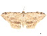  ( - BIOUG39661-A09)  @11 [ ] CreativeCommons - Attribution (2019) CBG Photography Group Centre for Biodiversity Genomics