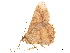  ( - BIOUG39661-A10)  @11 [ ] CreativeCommons - Attribution (2019) CBG Photography Group Centre for Biodiversity Genomics