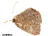  ( - BIOUG39661-B03)  @11 [ ] CreativeCommons - Attribution (2019) CBG Photography Group Centre for Biodiversity Genomics