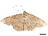  ( - BIOUG39661-B06)  @11 [ ] CreativeCommons - Attribution (2019) CBG Photography Group Centre for Biodiversity Genomics