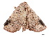  ( - BIOUG39661-B11)  @11 [ ] CreativeCommons - Attribution (2019) CBG Photography Group Centre for Biodiversity Genomics