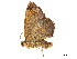  ( - BIOUG39661-C08)  @11 [ ] CreativeCommons - Attribution (2019) CBG Photography Group Centre for Biodiversity Genomics