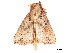  (Callopistria emiliusalis - BIOUG39661-D07)  @11 [ ] CreativeCommons - Attribution (2019) CBG Photography Group Centre for Biodiversity Genomics