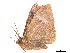  ( - BIOUG39661-D10)  @12 [ ] CreativeCommons - Attribution (2019) CBG Photography Group Centre for Biodiversity Genomics