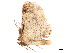  ( - BIOUG39661-E07)  @11 [ ] CreativeCommons - Attribution (2019) CBG Photography Group Centre for Biodiversity Genomics