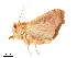  (Rusicada fulvida - BIOUG39661-E10)  @11 [ ] CreativeCommons - Attribution (2019) CBG Photography Group Centre for Biodiversity Genomics