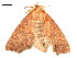  ( - BIOUG39661-F05)  @11 [ ] CreativeCommons - Attribution (2019) CBG Photography Group Centre for Biodiversity Genomics