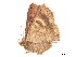  ( - BIOUG39661-G01)  @11 [ ] CreativeCommons - Attribution (2019) CBG Photography Group Centre for Biodiversity Genomics