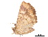  ( - BIOUG39661-G02)  @11 [ ] CreativeCommons - Attribution (2019) CBG Photography Group Centre for Biodiversity Genomics