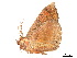  ( - BIOUG39661-G03)  @11 [ ] CreativeCommons - Attribution (2019) CBG Photography Group Centre for Biodiversity Genomics