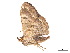  ( - BIOUG39661-G06)  @11 [ ] CreativeCommons - Attribution (2019) CBG Photography Group Centre for Biodiversity Genomics