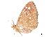  ( - BIOUG39661-G08)  @12 [ ] CreativeCommons - Attribution (2019) CBG Photography Group Centre for Biodiversity Genomics