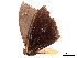  (Lygniodes schoenbergi - BIOUG39661-G09)  @11 [ ] CreativeCommons - Attribution (2019) CBG Photography Group Centre for Biodiversity Genomics