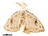  ( - BIOUG39661-G11)  @11 [ ] CreativeCommons - Attribution (2019) CBG Photography Group Centre for Biodiversity Genomics