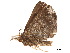  ( - BIOUG39661-H01)  @11 [ ] CreativeCommons - Attribution (2019) CBG Photography Group Centre for Biodiversity Genomics