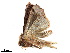  ( - BIOUG39661-H07)  @11 [ ] CreativeCommons - Attribution (2019) CBG Photography Group Centre for Biodiversity Genomics