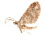  ( - BIOUG39661-H10)  @11 [ ] CreativeCommons - Attribution (2019) CBG Photography Group Centre for Biodiversity Genomics
