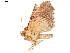  ( - BIOUG45370-A04)  @11 [ ] CreativeCommons - Attribution (2019) CBG Photography Group Centre for Biodiversity Genomics