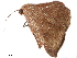  ( - BIOUG45370-A05)  @11 [ ] CreativeCommons - Attribution (2019) CBG Photography Group Centre for Biodiversity Genomics
