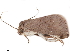  ( - BIOUG45370-A09)  @11 [ ] CreativeCommons - Attribution (2019) CBG Photography Group Centre for Biodiversity Genomics
