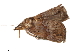  ( - BIOUG45370-B01)  @11 [ ] CreativeCommons - Attribution (2019) CBG Photography Group Centre for Biodiversity Genomics