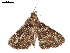  ( - BIOUG45370-B06)  @11 [ ] CreativeCommons - Attribution (2019) CBG Photography Group Centre for Biodiversity Genomics