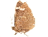  ( - BIOUG45370-C03)  @11 [ ] CreativeCommons - Attribution (2019) CBG Photography Group Centre for Biodiversity Genomics