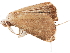  (Ilyrgis - BIOUG45370-C05)  @11 [ ] CreativeCommons - Attribution (2019) CBG Photography Group Centre for Biodiversity Genomics