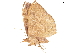  ( - BIOUG45370-C06)  @11 [ ] CreativeCommons - Attribution (2019) CBG Photography Group Centre for Biodiversity Genomics