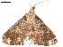  (Adrapsa marmorea - BIOUG45370-C09)  @11 [ ] CreativeCommons - Attribution (2019) CBG Photography Group Centre for Biodiversity Genomics