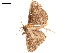  (Adrapsa albirenalis - BIOUG45370-C12)  @11 [ ] CreativeCommons - Attribution (2019) CBG Photography Group Centre for Biodiversity Genomics