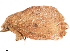  ( - BIOUG45370-D02)  @11 [ ] CreativeCommons - Attribution (2019) CBG Photography Group Centre for Biodiversity Genomics