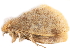  ( - BIOUG45370-D10)  @12 [ ] CreativeCommons - Attribution (2019) CBG Photography Group Centre for Biodiversity Genomics