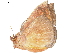  (Hypopyra pallidigera - BIOUG45370-E03)  @12 [ ] CreativeCommons - Attribution (2019) CBG Photography Group Centre for Biodiversity Genomics