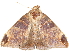  ( - BIOUG45370-E05)  @11 [ ] CreativeCommons - Attribution (2019) CBG Photography Group Centre for Biodiversity Genomics