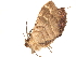  ( - BIOUG45370-E06)  @12 [ ] CreativeCommons - Attribution (2019) CBG Photography Group Centre for Biodiversity Genomics