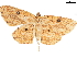  ( - BIOUG45370-F09)  @11 [ ] CreativeCommons - Attribution (2019) CBG Photography Group Centre for Biodiversity Genomics