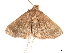  ( - BIOUG45370-F11)  @11 [ ] CreativeCommons - Attribution (2019) CBG Photography Group Centre for Biodiversity Genomics