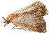  ( - BIOUG45370-G05)  @13 [ ] CreativeCommons - Attribution (2019) CBG Photography Group Centre for Biodiversity Genomics
